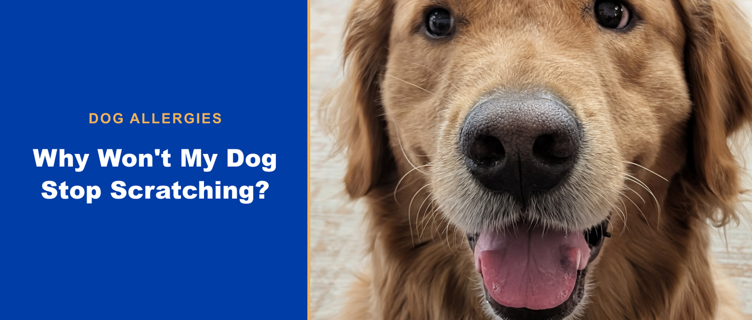 Why won't my dog stop scratching? Natural allergy help