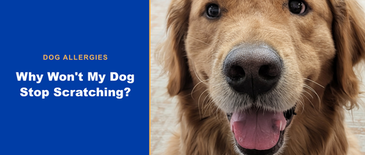 Why won't my dog stop scratching? Natural allergy help