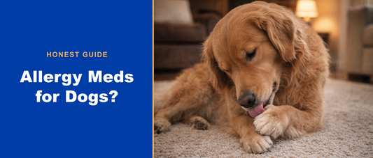 Allergy meds for dogs: an honest guide