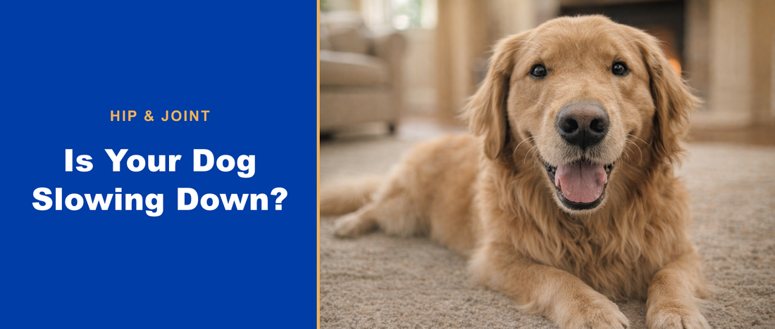 Is your dog slowing down? Hip and joint support