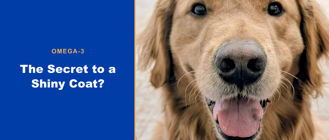 The secret to a shiny coat? Omega-3 for dogs