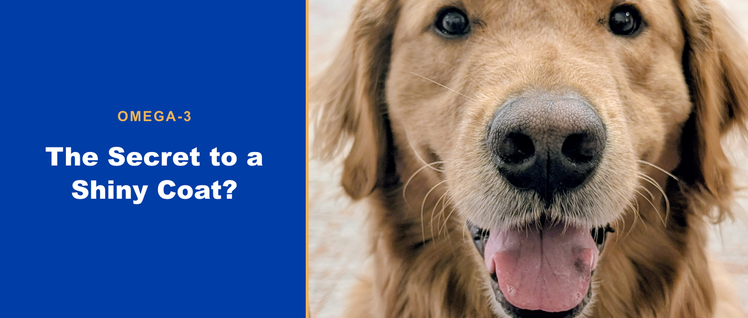 The secret to a shiny coat? Omega-3 for dogs
