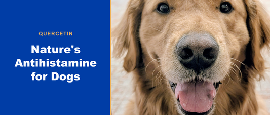 Quercetin: nature's antihistamine for dogs