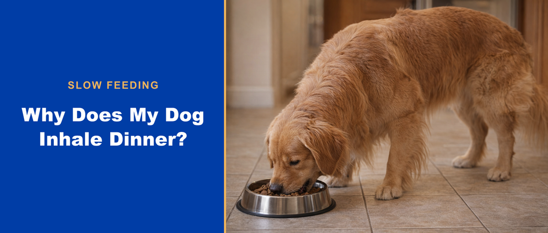 Why does my dog inhale dinner? Slow feeding