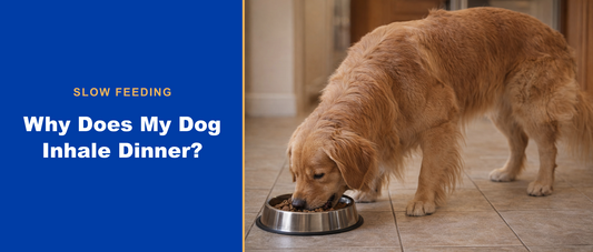 Why does my dog inhale dinner? Slow feeding