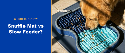 Snuffle mat vs slow feeder: which is right?