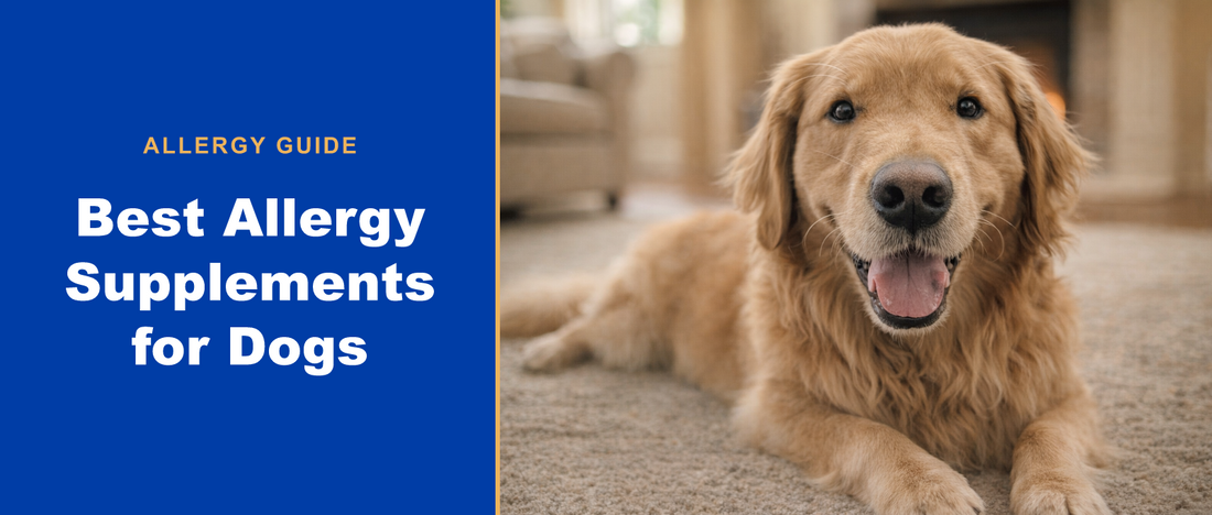 Golden retriever resting comfortably — PuzzlePup guide to dog allergy supplements