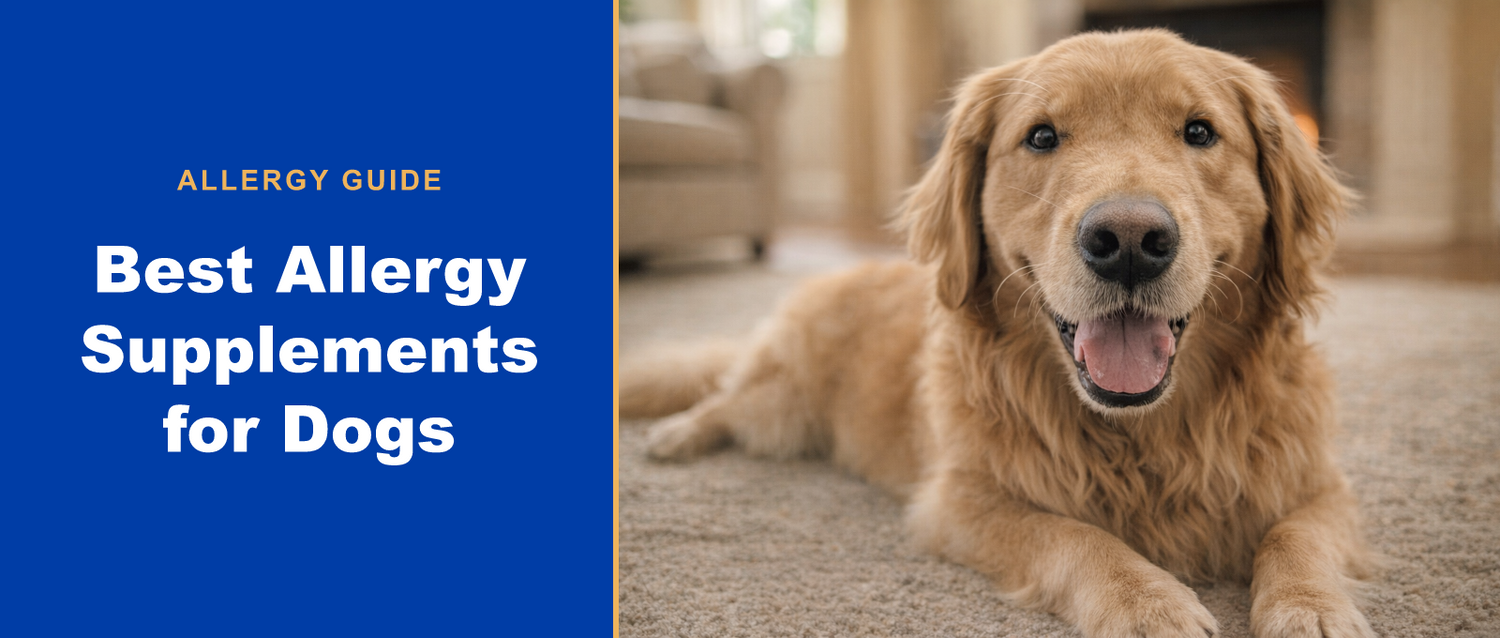 Golden retriever resting comfortably — PuzzlePup guide to dog allergy supplements