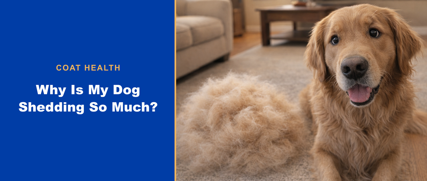 Why is my dog shedding so much - PuzzlePup Skin & Coat article thumbnail
