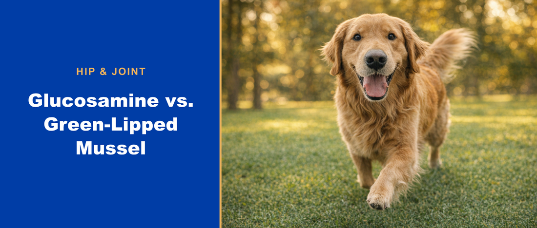 Golden retriever running in a park — glucosamine vs green-lipped mussel for dog joints