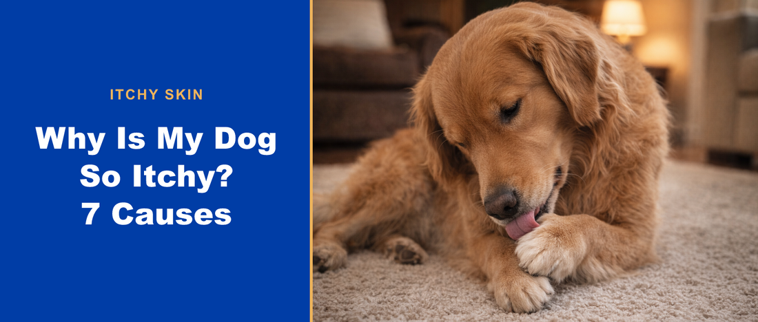 Golden retriever licking its paw — why is my dog so itchy
