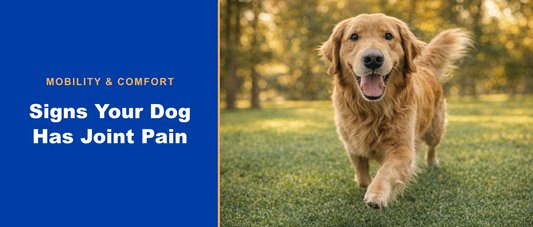 Signs your dog has joint pain - PuzzlePup Hip & Joint blog