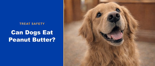 Normie with a peanut butter treat — Can Dogs Eat Peanut Butter?