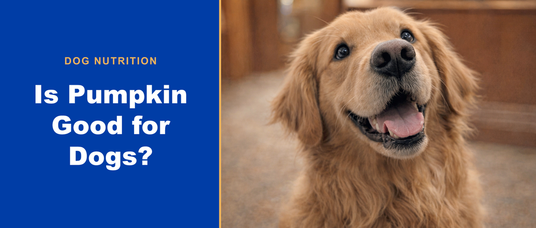 Happy golden retriever — is pumpkin good for dogs