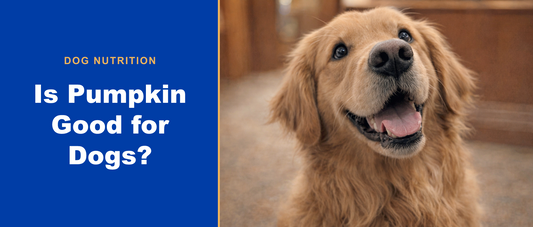 Happy golden retriever — is pumpkin good for dogs