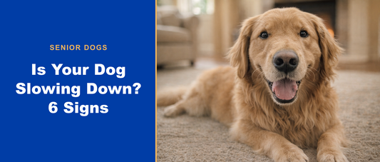 Calm senior golden retriever resting — signs your dog is slowing down