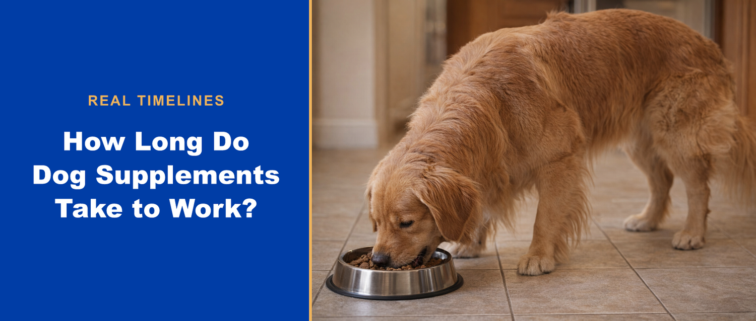 Golden retriever eating from a bowl next to the headline How Long Do Dog Supplements Take to Work?
