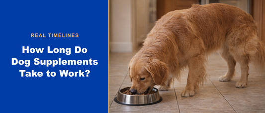 Golden retriever eating from a bowl next to the headline How Long Do Dog Supplements Take to Work?