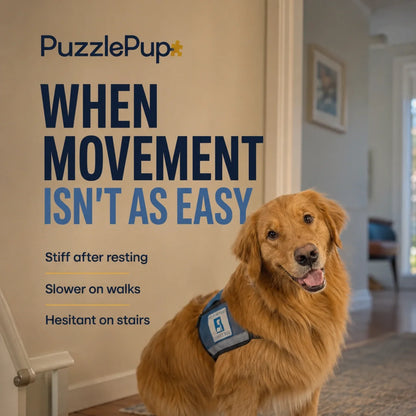 Common signs of stiffness and reduced mobility in dogs