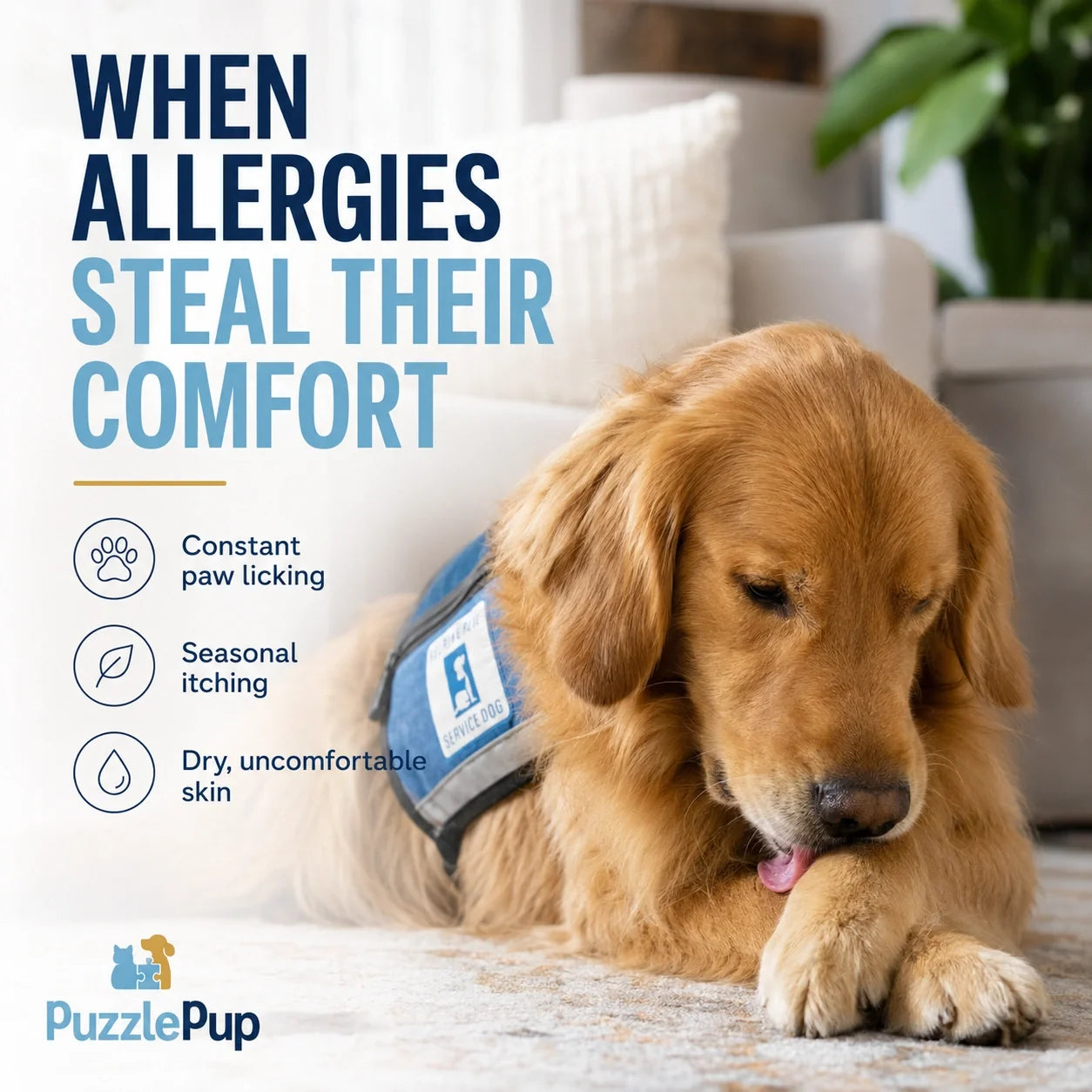 Common allergy discomfort in dogs including paw licking, seasonal itching, and dry skin